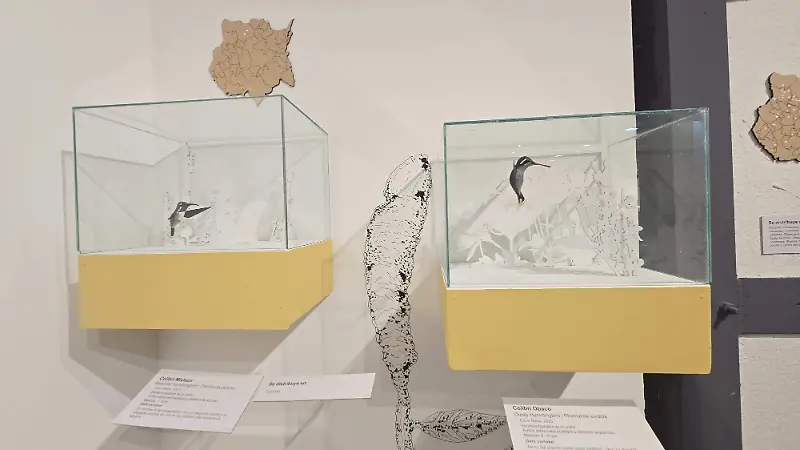 exposición-colibríes-uno