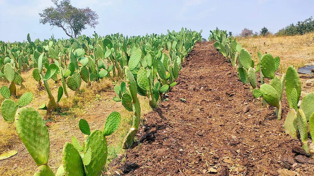cuernavaca-campo