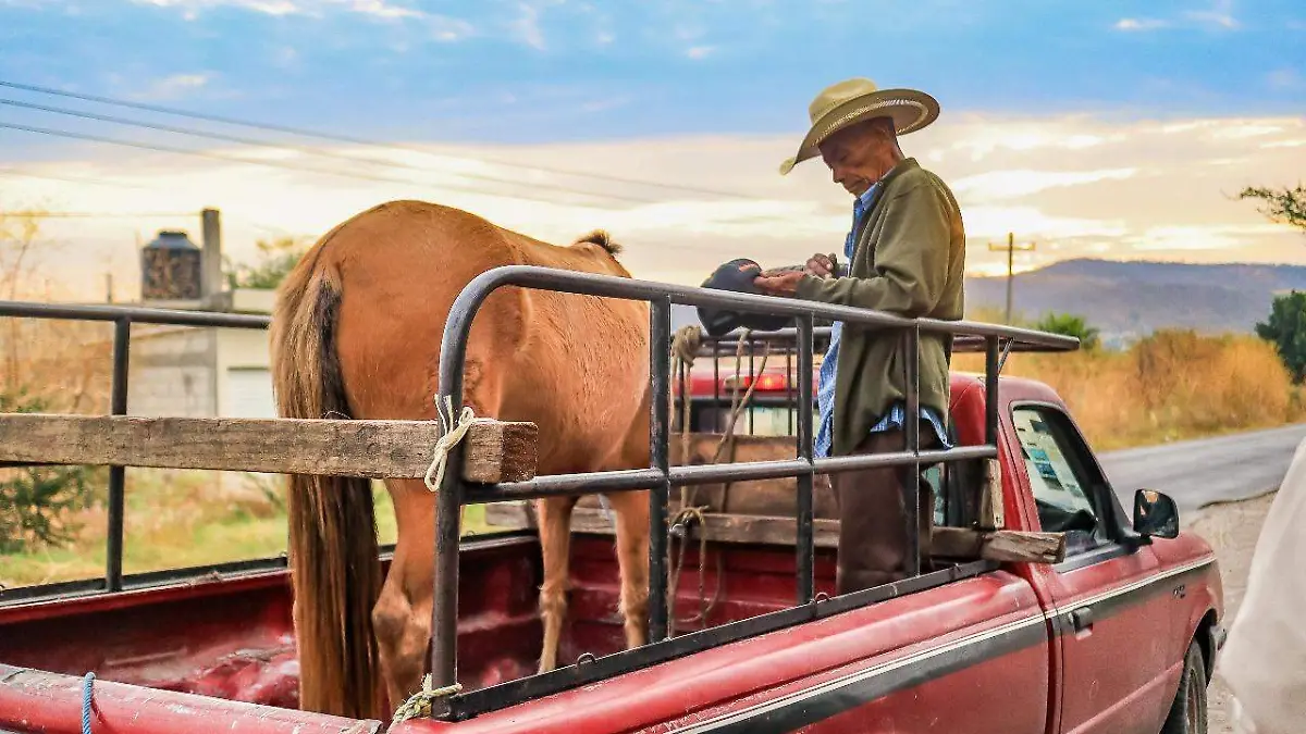 ganado-morels-cortesia-gobierno (1)