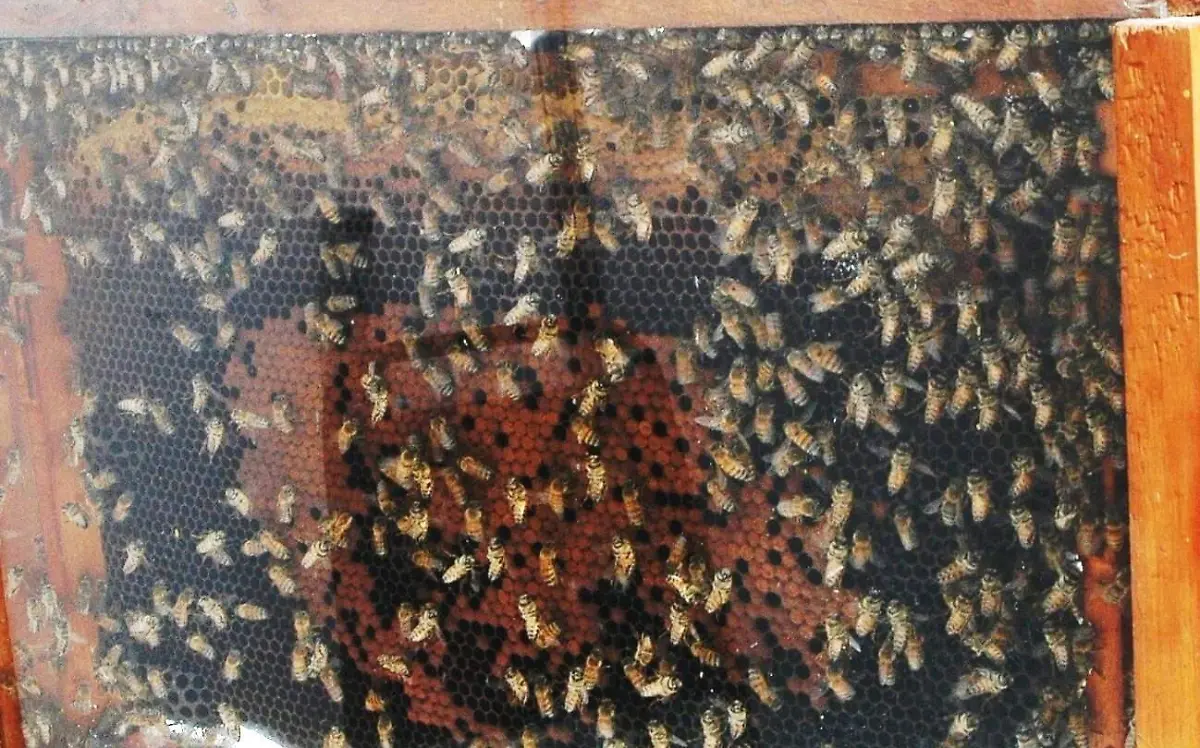 producción-de-miel-en-morelos