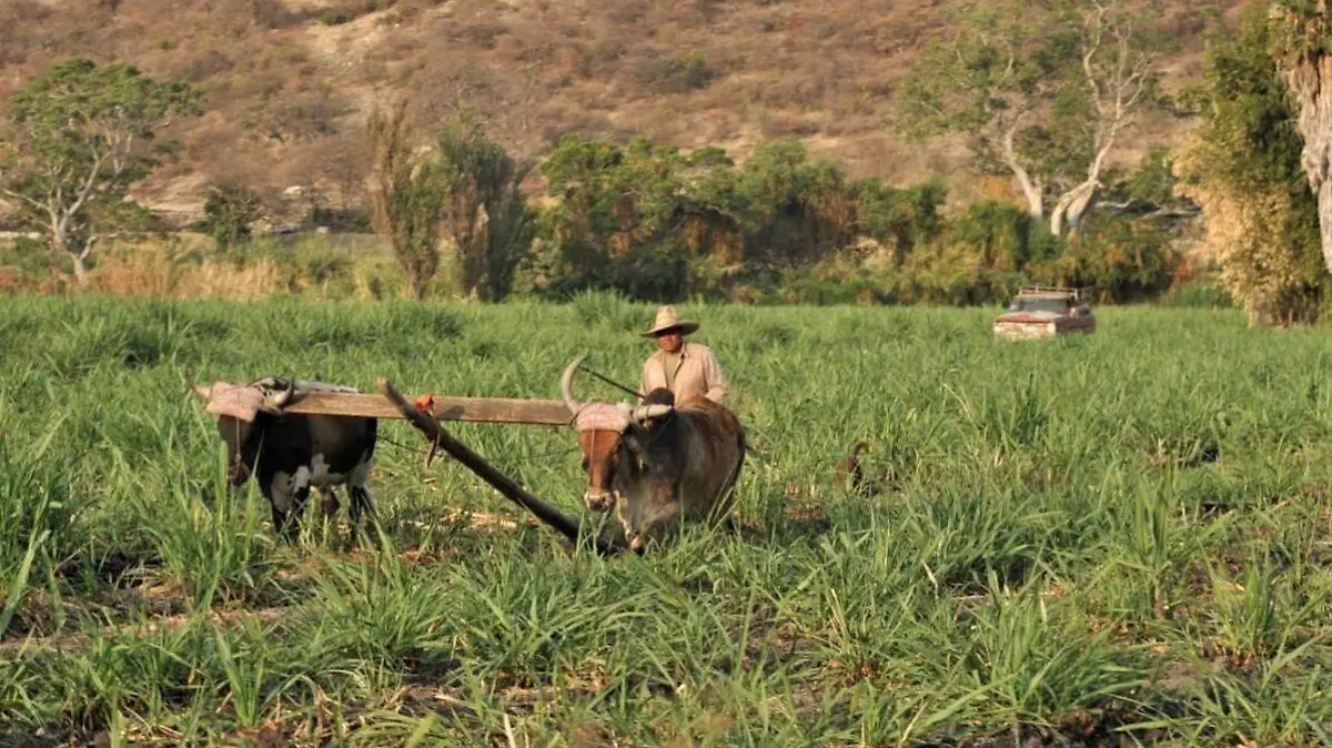 campo-morelos-froylan