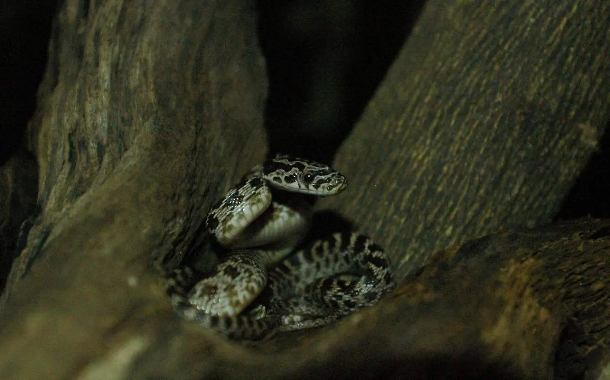 serpiente