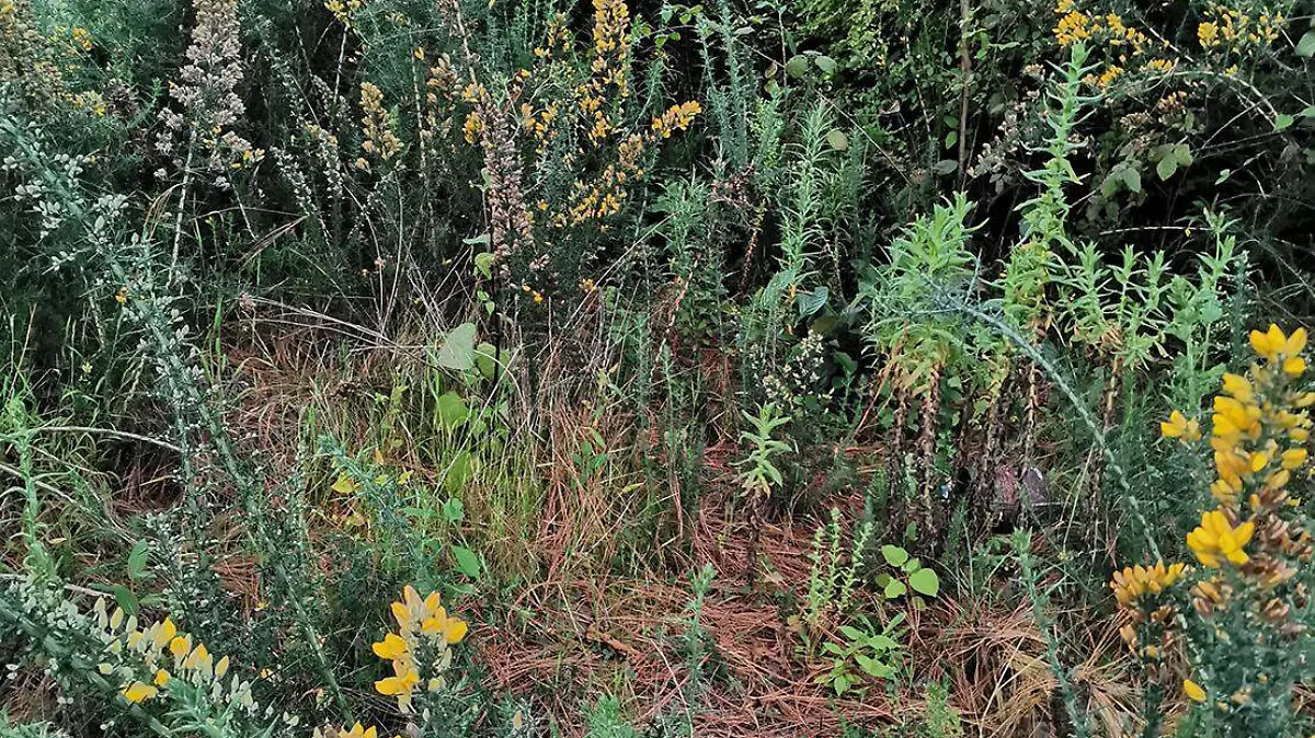 FROY-F02A Descubren Biólogos de la UAEM planta nociva para el medio ambiente (44)