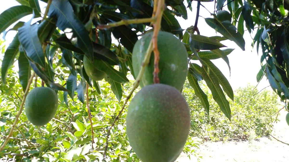 mango-rosaura