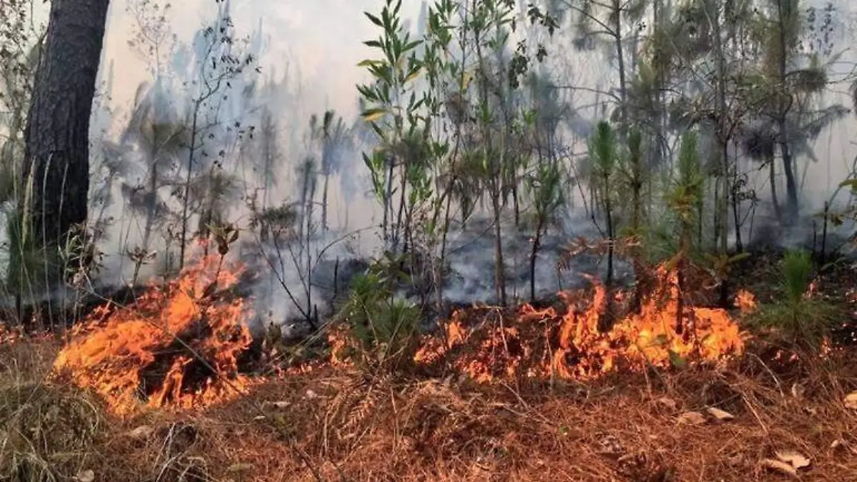 incendios-forestales-archivo