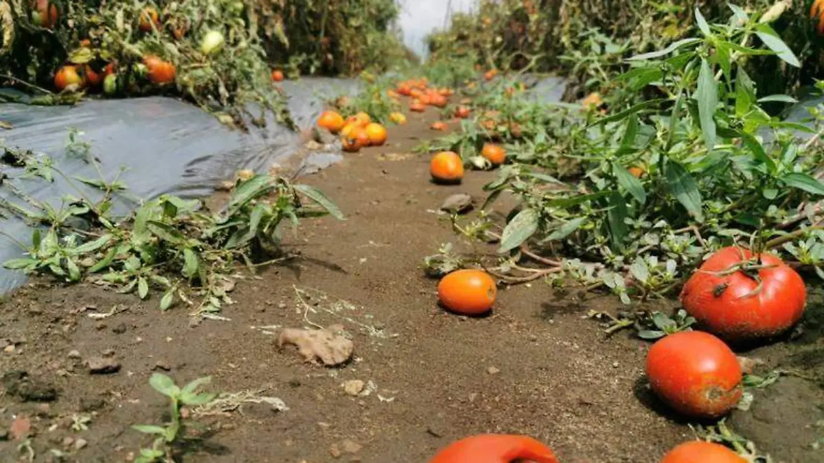 plagas-cultivos-froylan