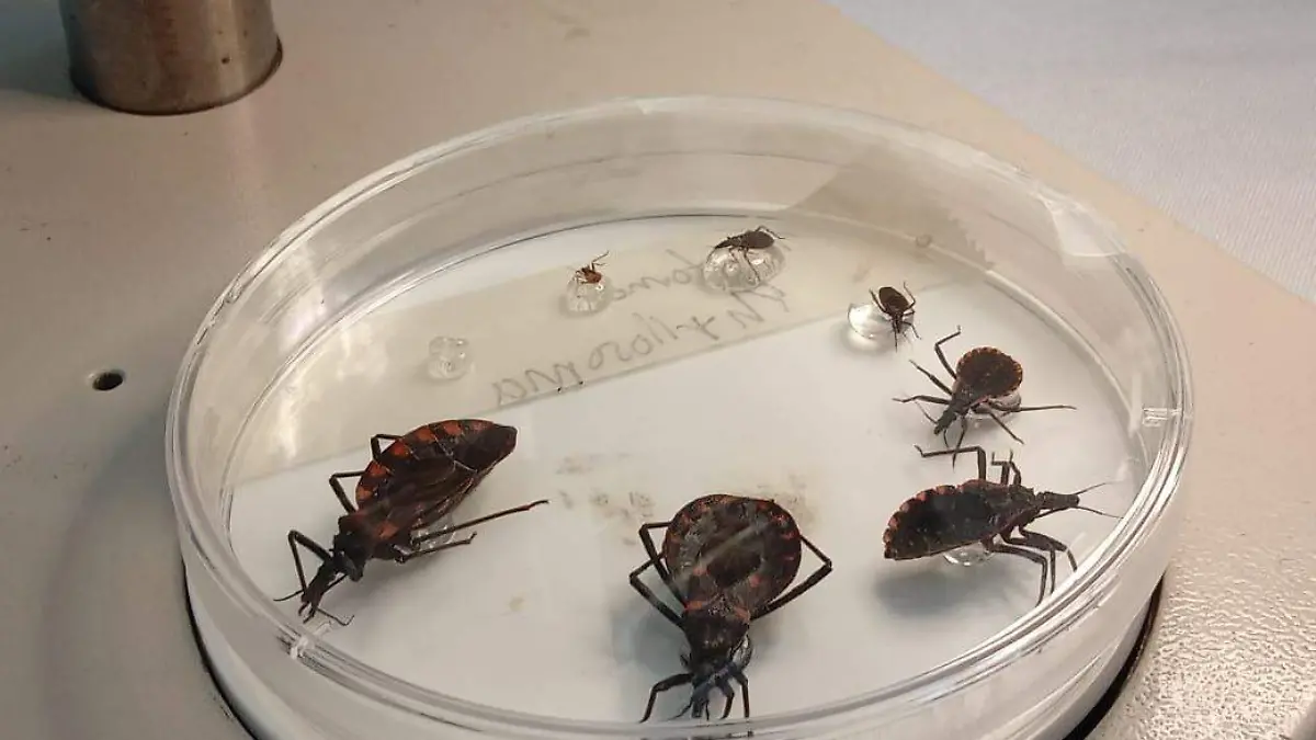 chinches-enfermedad-chagas