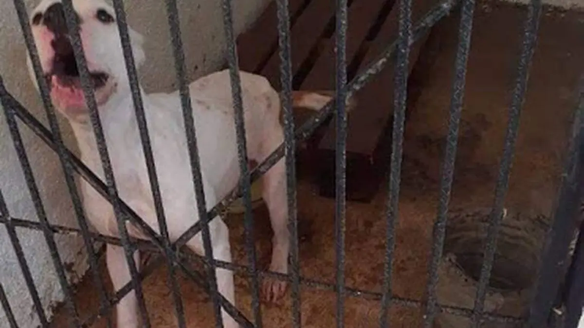 acopio-animal-archivo