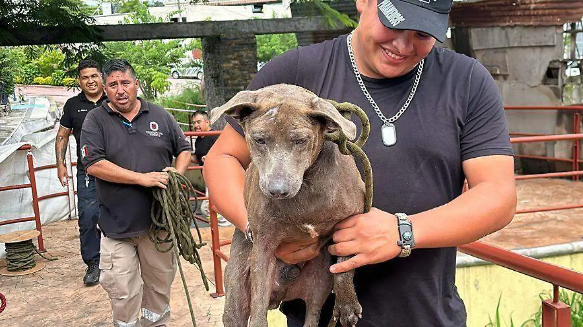 rescate-de-perrito