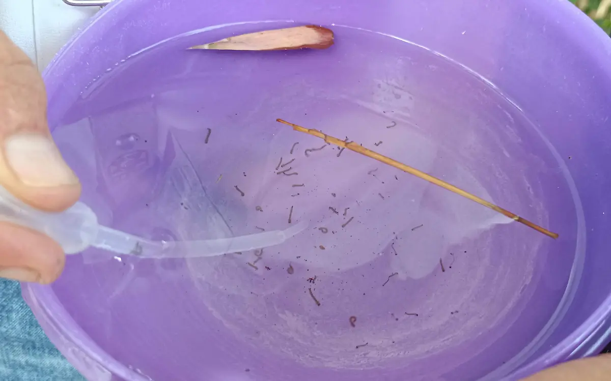huevecillos-de-mosquito-dengue-angelina