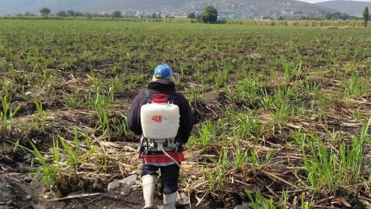 campos-de-morelos