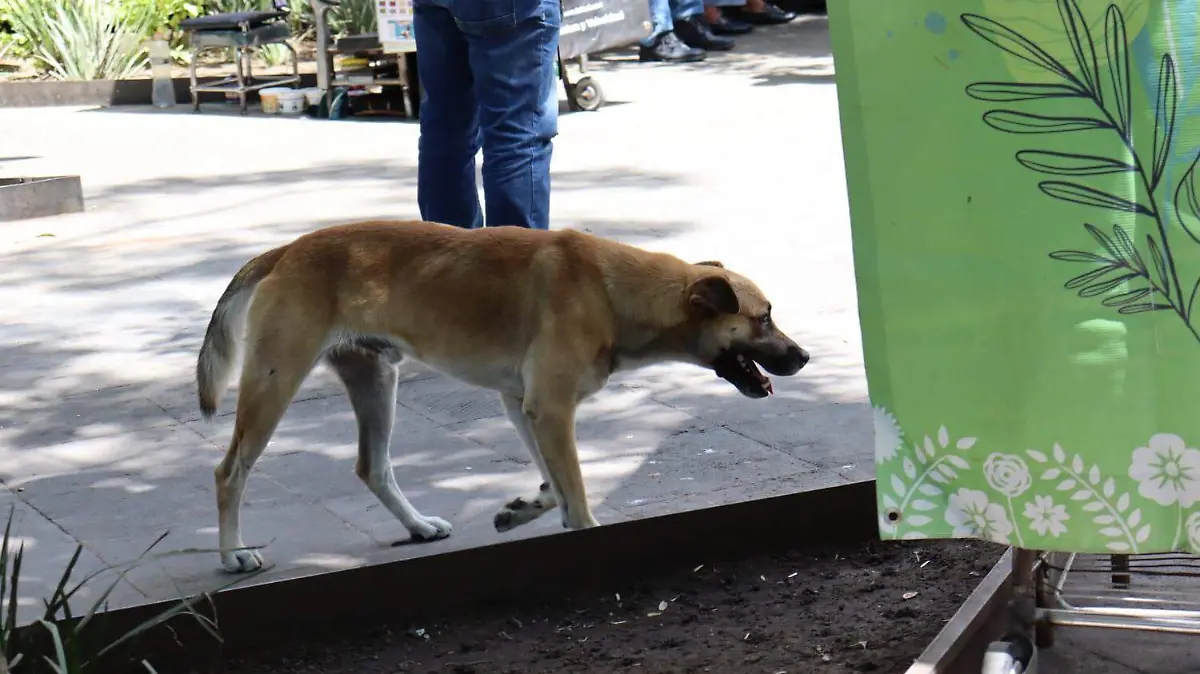 perro-en-cuernavaca