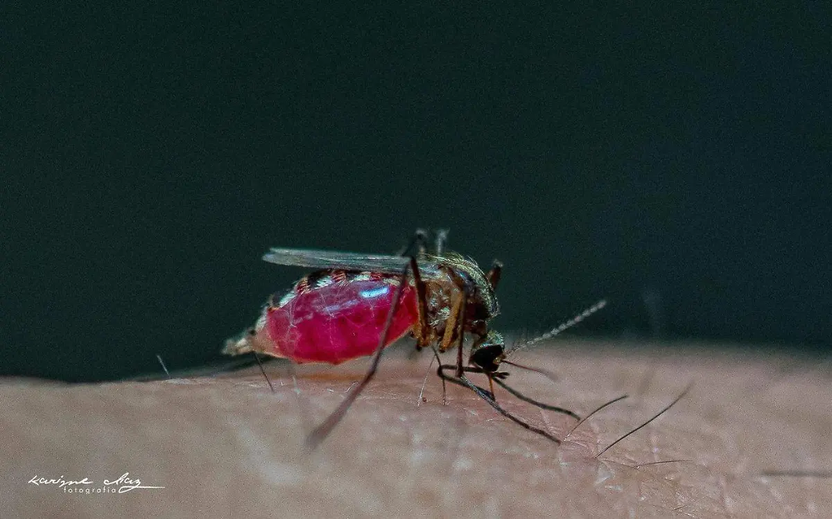 mosquito-de-dengue-enfermedad-1