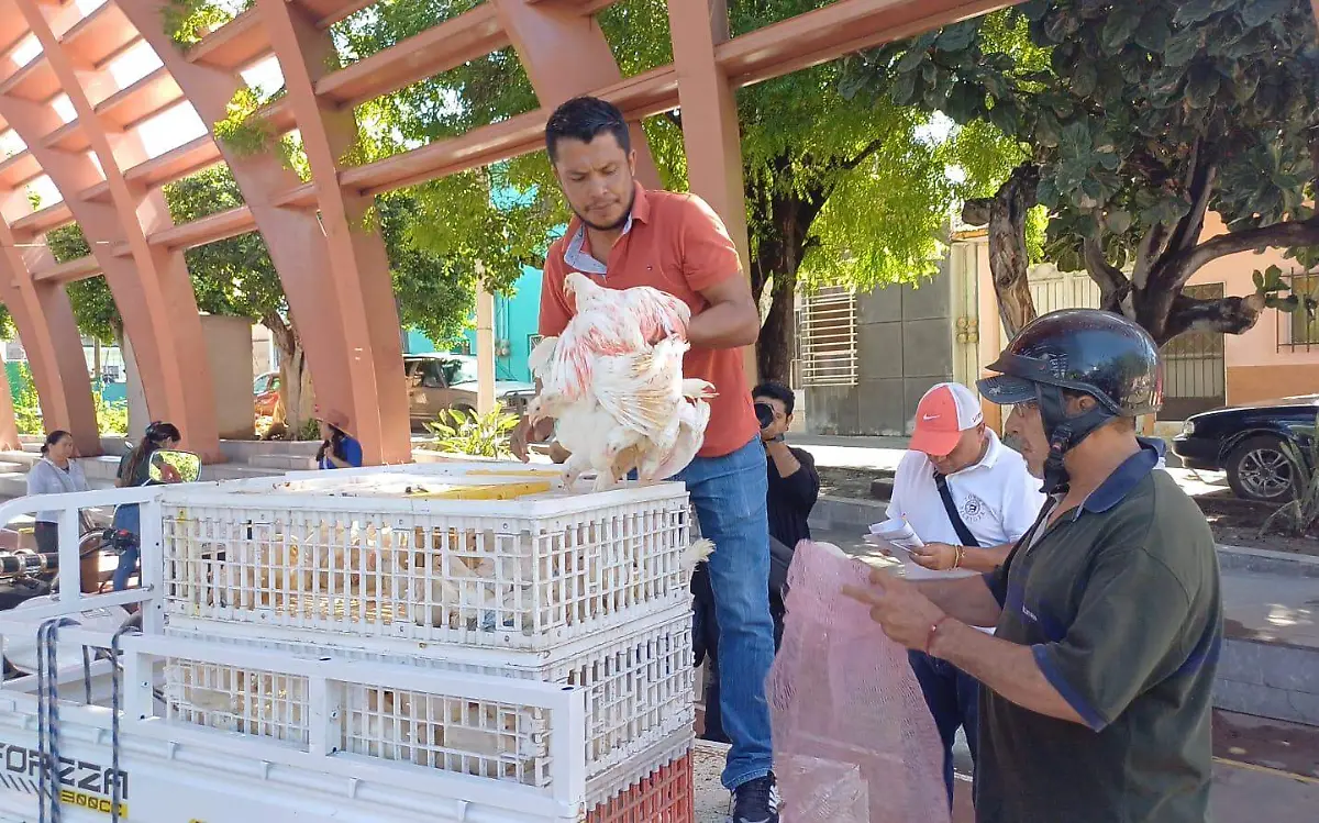 gallinas-ponedoras-jojutla-2024