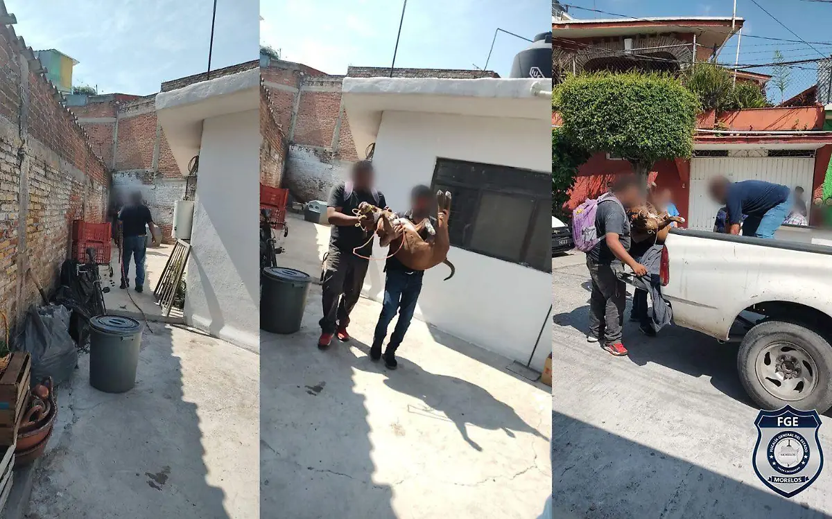 fiscalia-asegura-a-perro-pitbull-cortesia