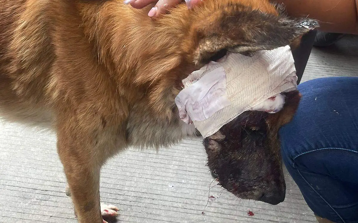 denuncian-crueldad-animal-contra-un-perrito-en Zacatepec