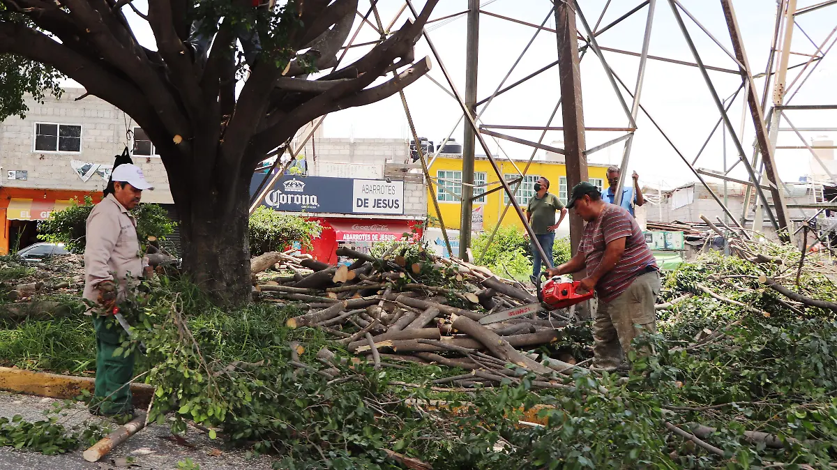 FROY-F03A Mi Ciudad denuncia tala de árboles (4)