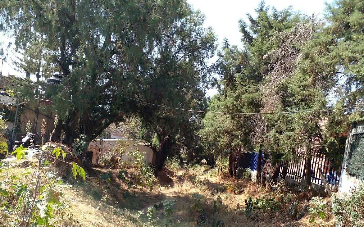 poda-severa-arboles-mancha-urbana-agustin
