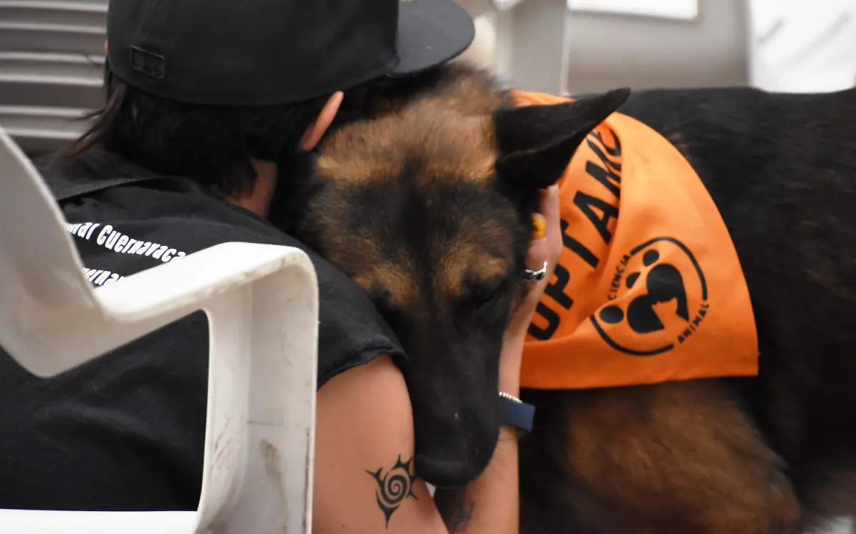 perros-animales-en-situación-de-calle