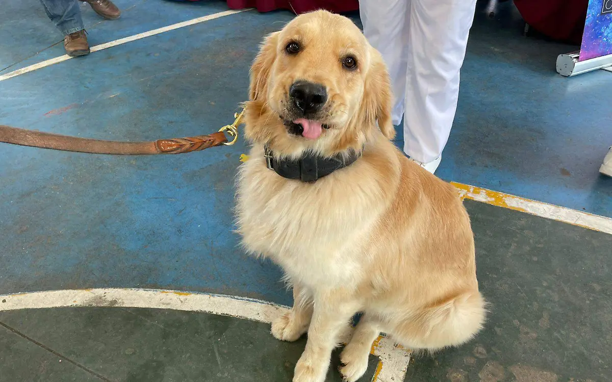 perro-binomio-canino-mascota