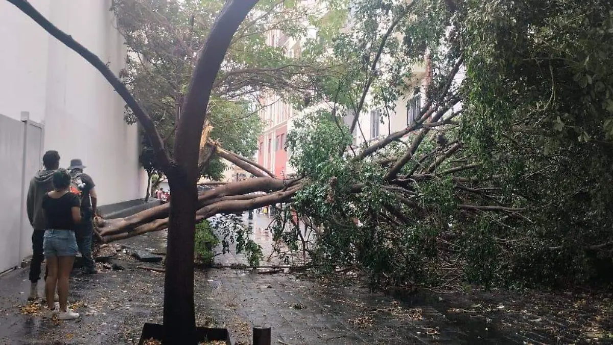 lluvia-derriba-arbol-en-centro-de-cuernavaca