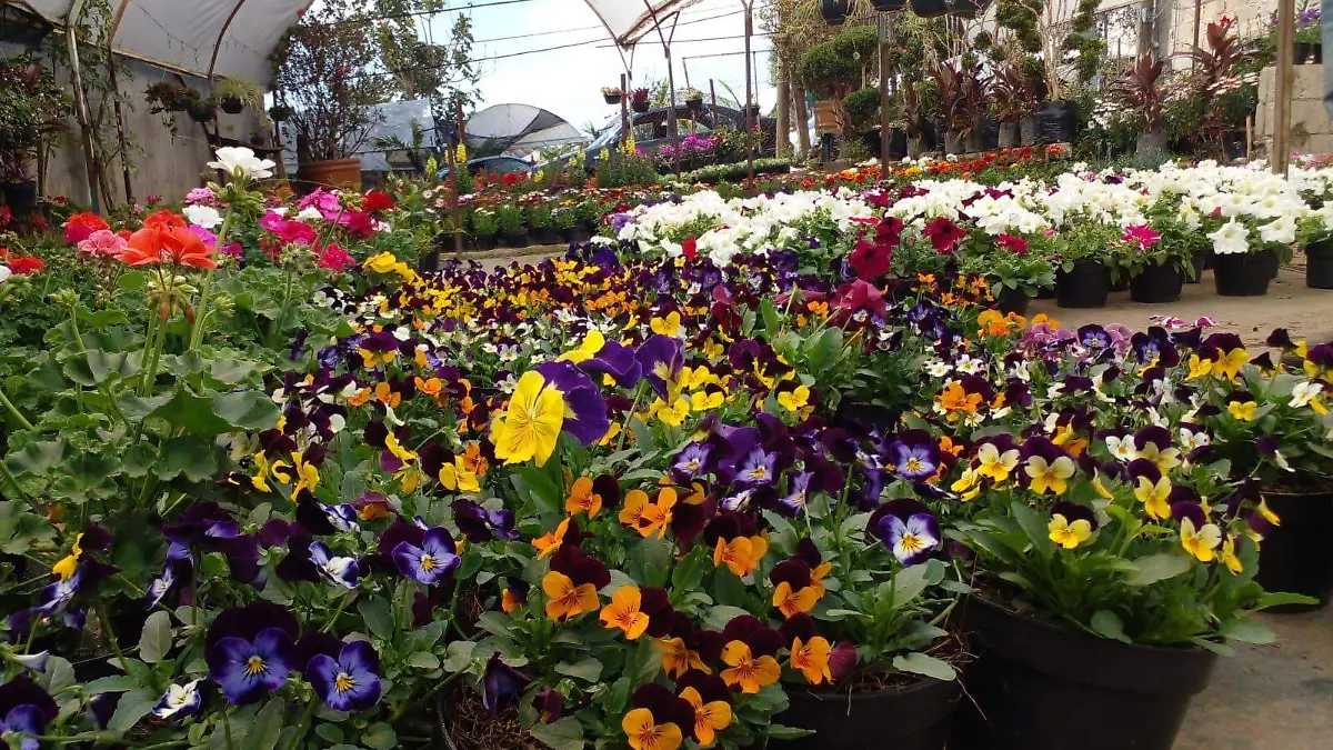 primavera es la mejor estación para viveristas