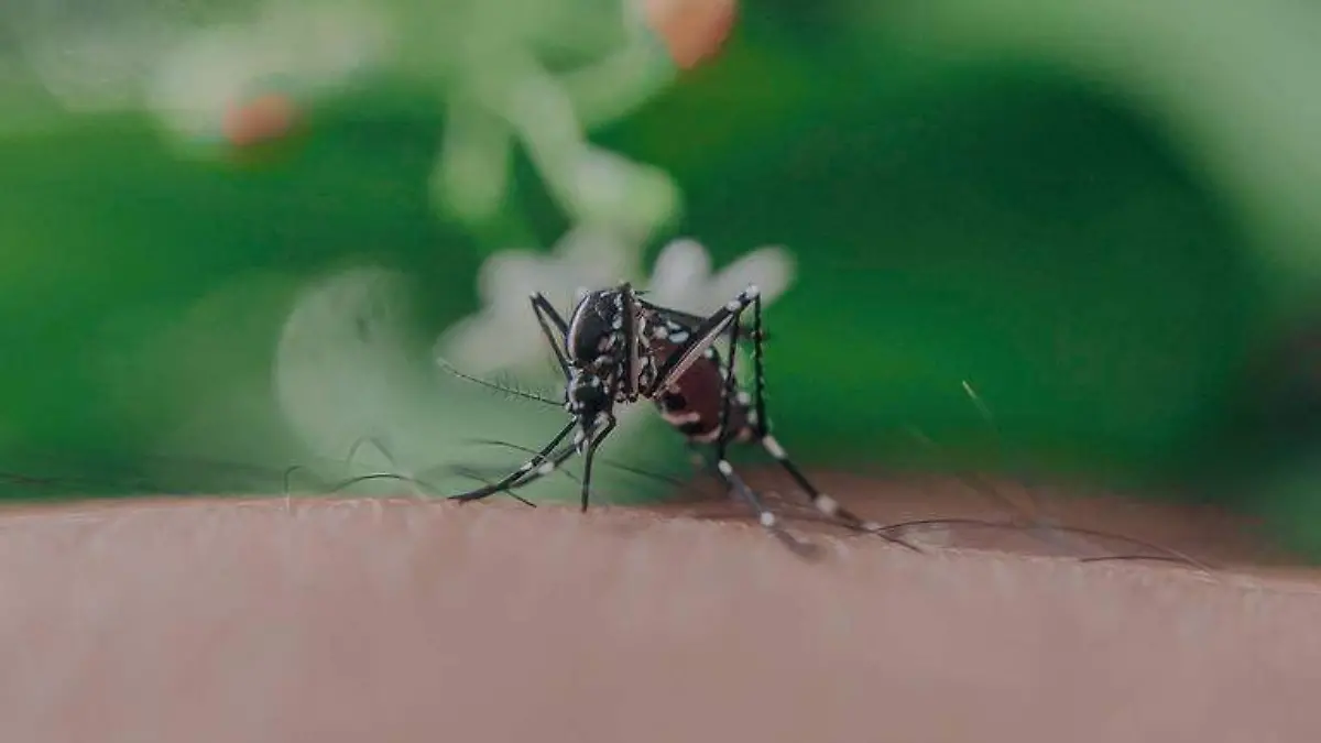 dengue-morelos-pexels