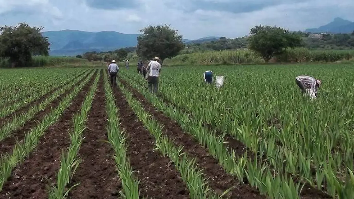 apoyos-campo-morelos-archivo