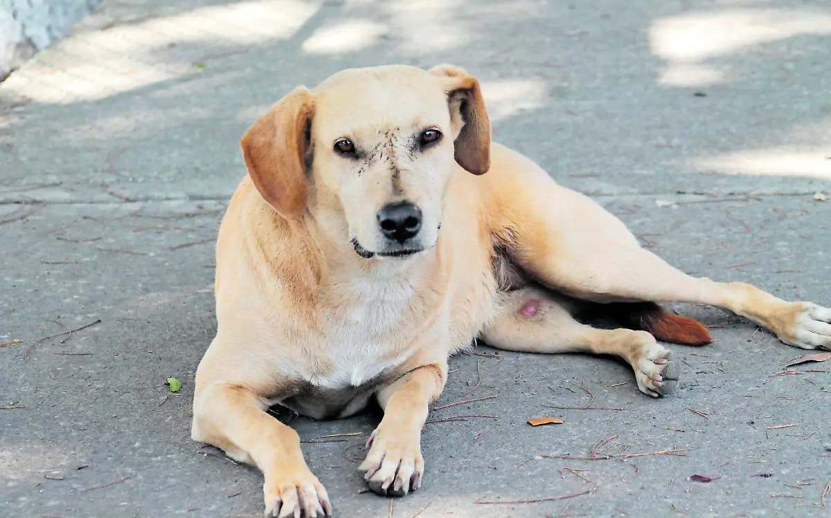 maltrato-animal-agustín