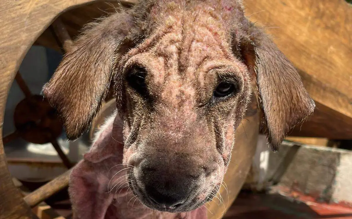 perrita-cornelia-cortesia