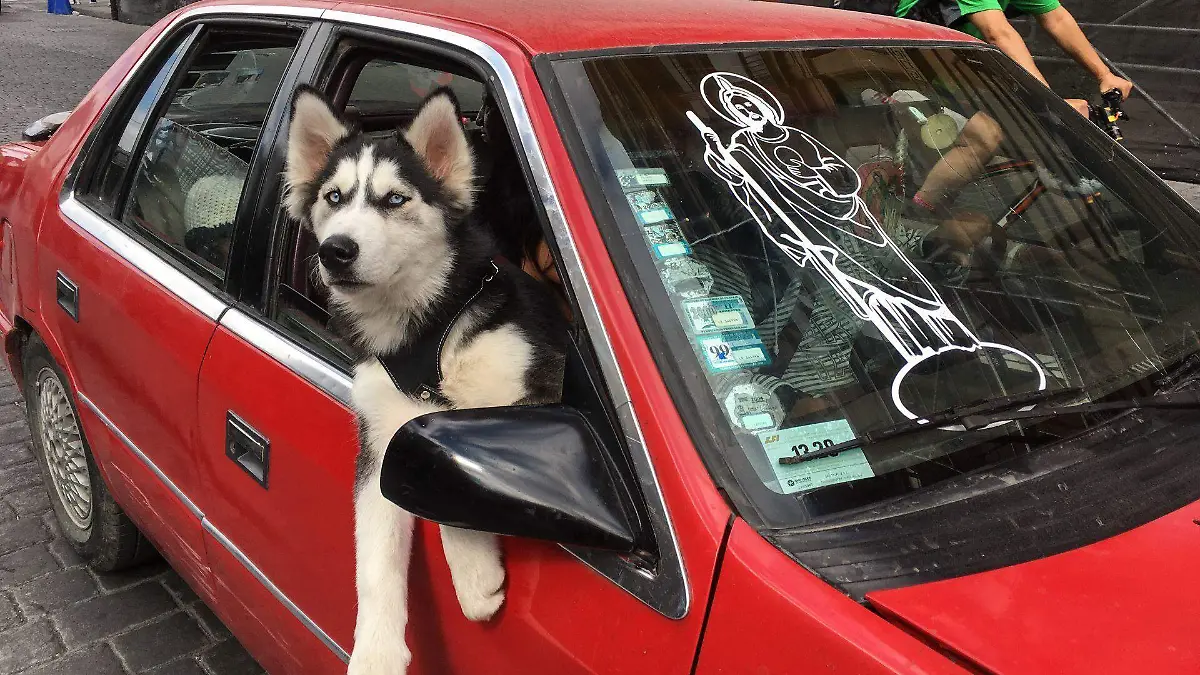 husky-perro-cuernavaca-abandono-maltrato-animal
