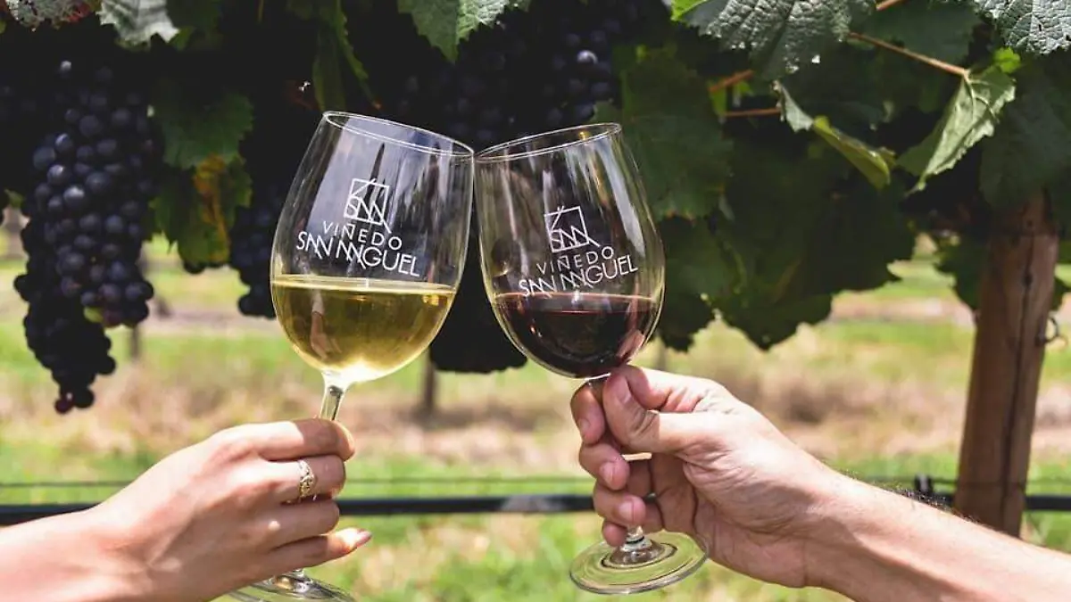 vino de guanajuato gana premio