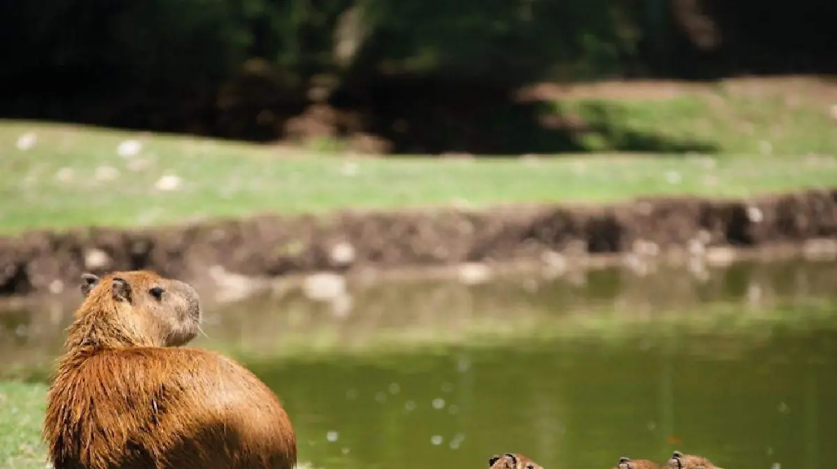 Capibara en el zoofari de Morelos