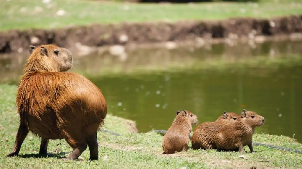 Capibara en el zoofari de Morelos