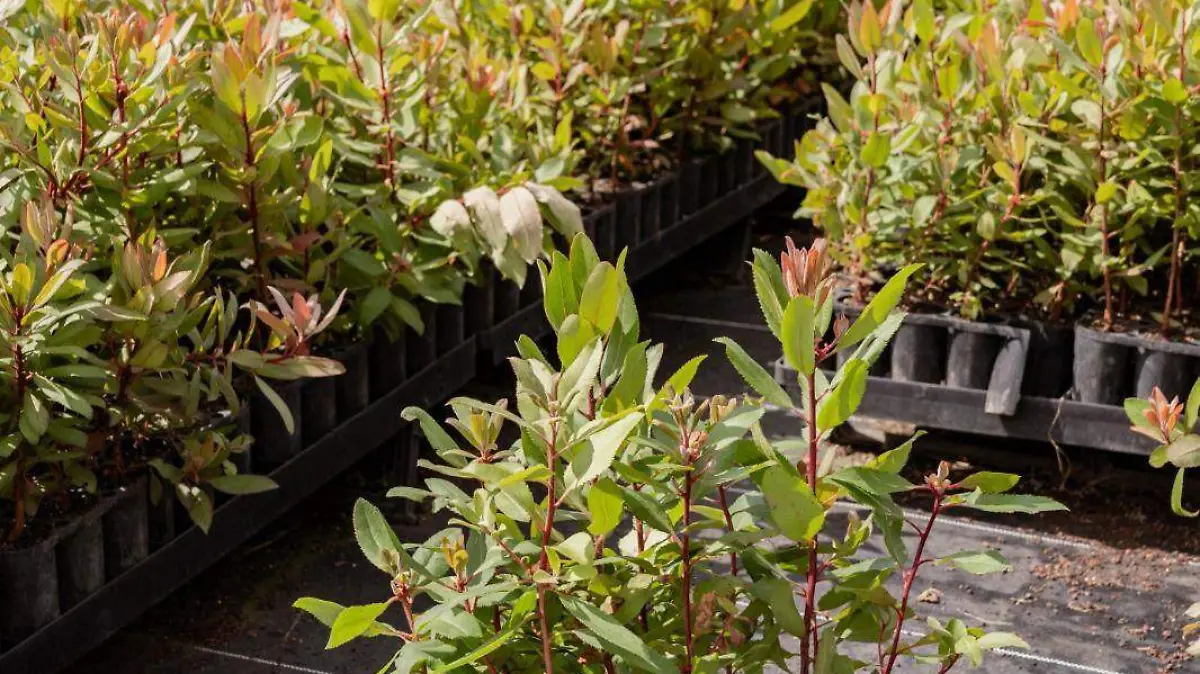 WhatsApp Image 2025-07-30 at 5.26.50 PM