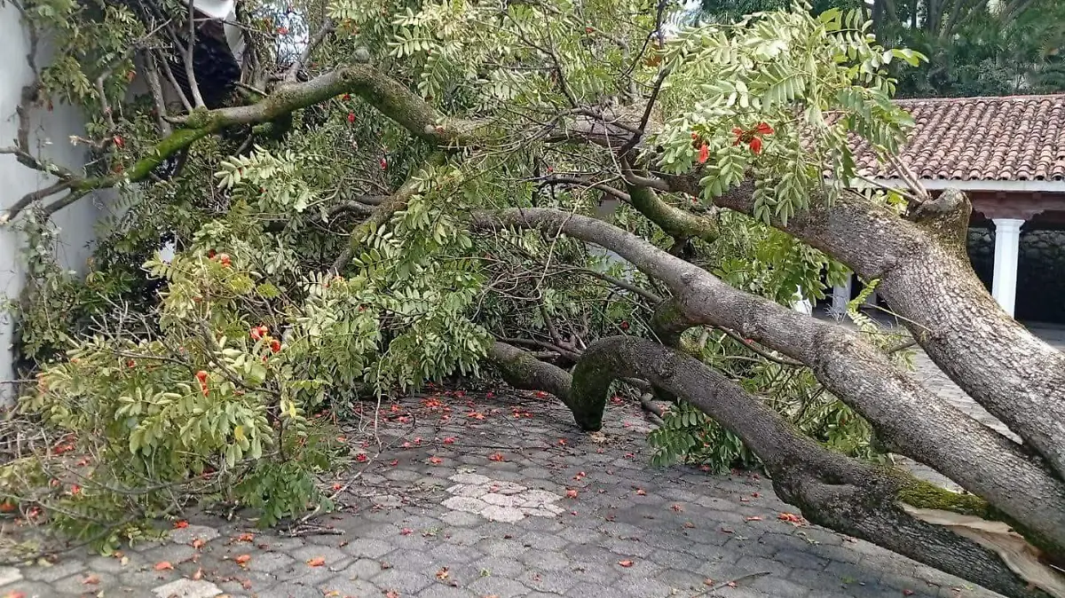 Caída de árbol-Cuernavaca-Seprac