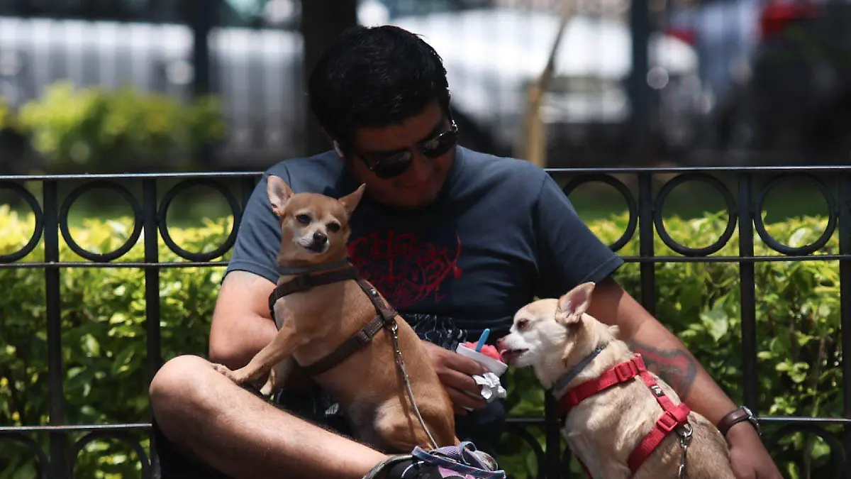 1042276_Vida cotidiana perritos chihuahua_web