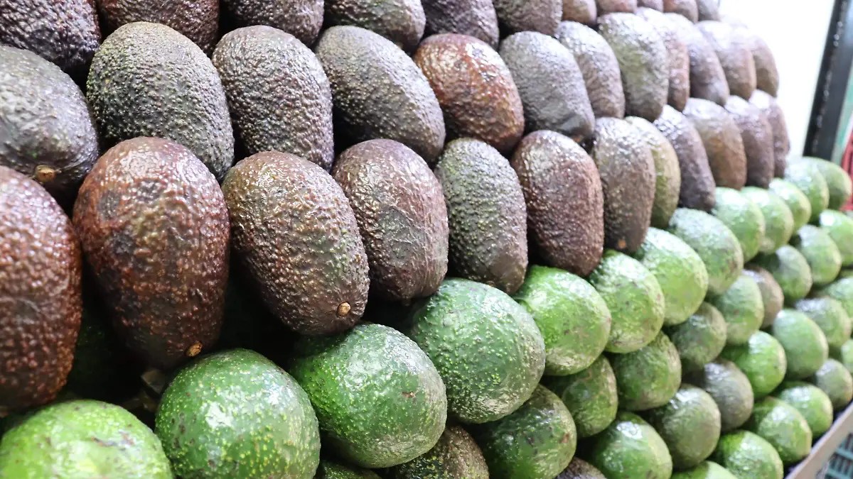 bajaproducion-aguacte1-luis-flores