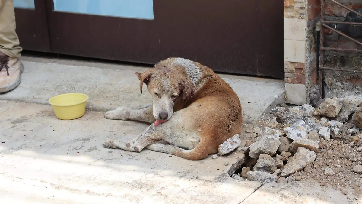 perrito-precedente2-luis-flores