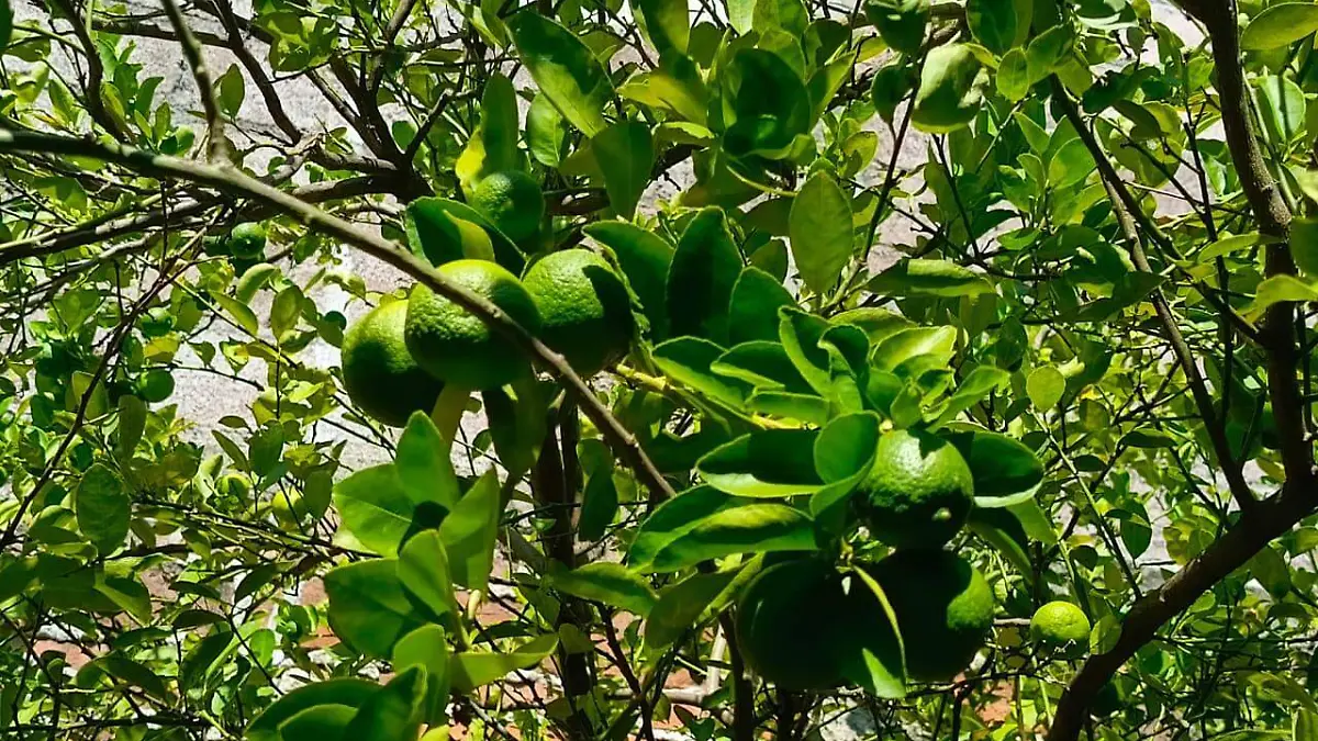 Árboles de limón en la zona sur de Morelos