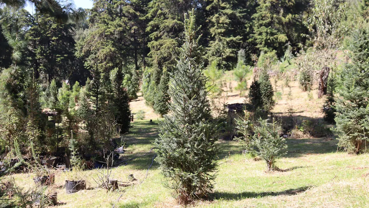 venta-arbolesnavideños1-luis-flores