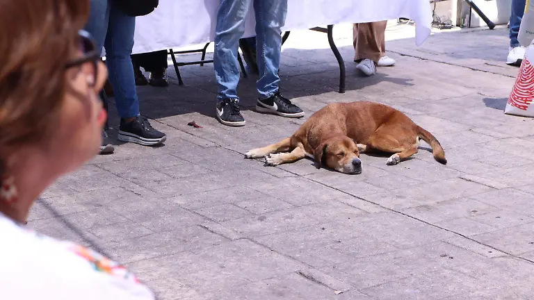 fiscalia-maltratoanimal2-luis-flores