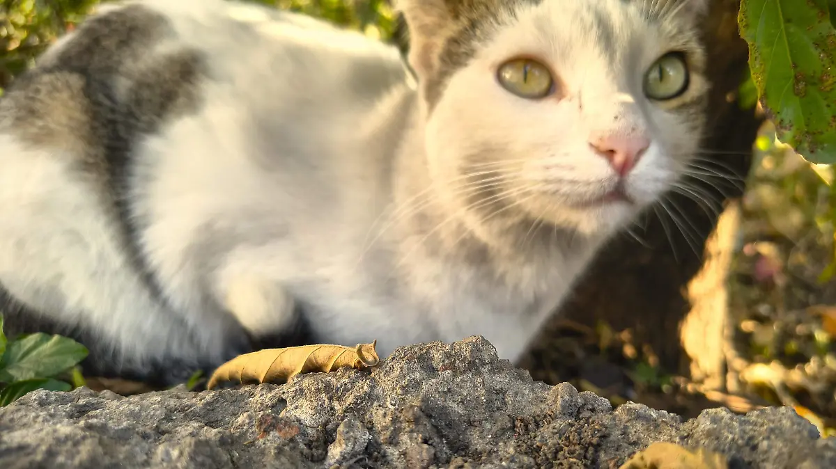 gato-cuernavaca-miriam-estrada-dorantes