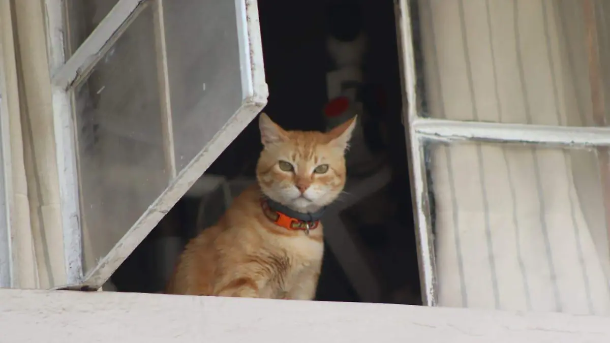 diciembre-mascotas2-luis-flores