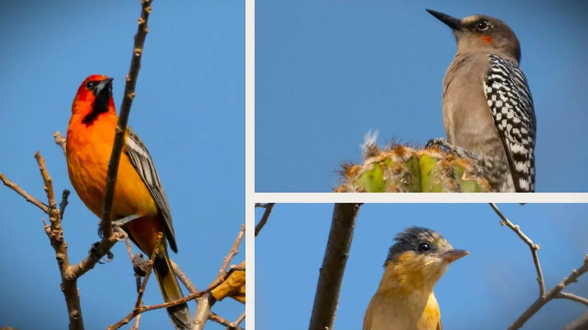 Copia de Copia de Copia de Copia de Copia de Copia de Marrón Limpio Cuadrícula Moda Panel de Inspiración Collage de Fotos (1)