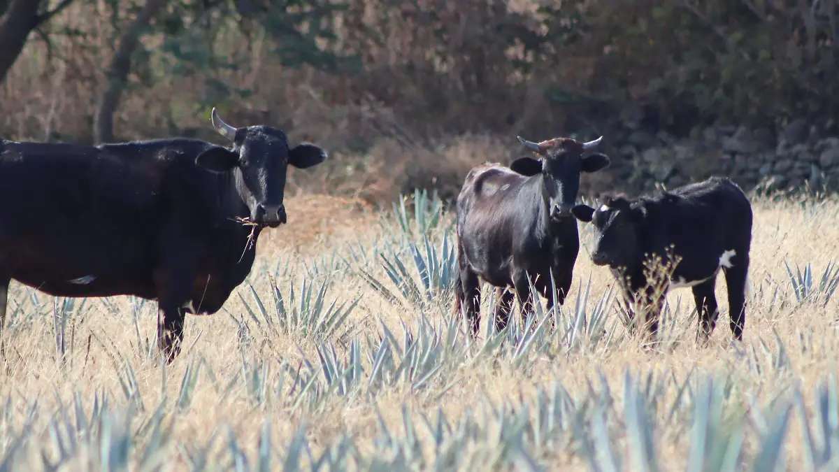 sedagro-gusanobarrenador2-luis-flores