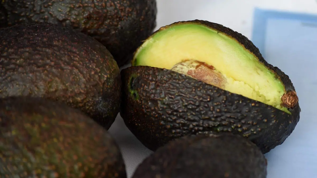 aguacate-morelos