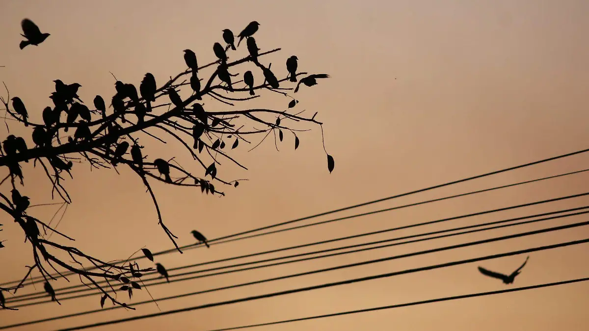 1068181_Cotidiana Aves de Ciudad _web