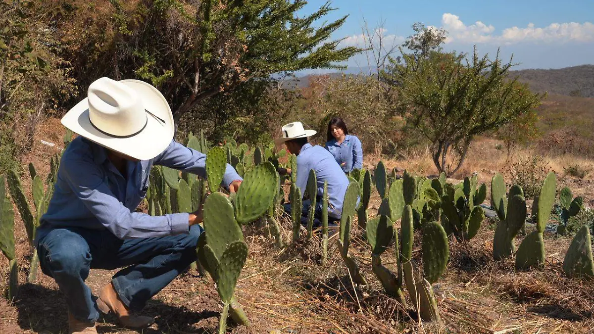 utsem-educación-produccion