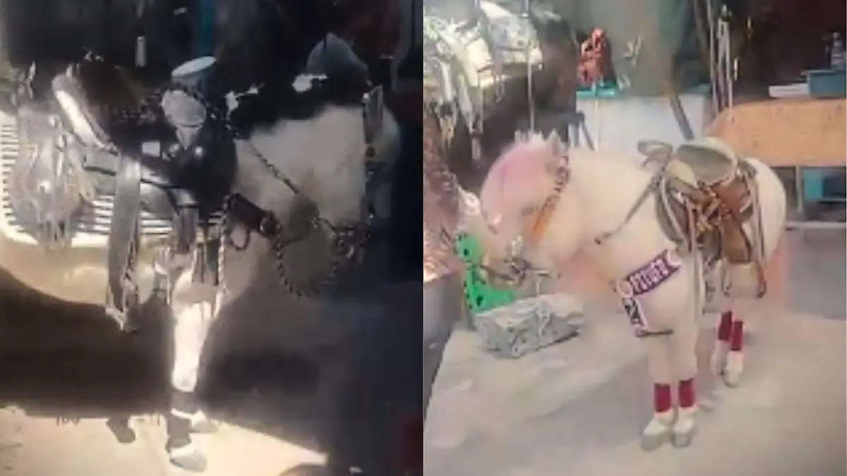 animales-feria-mazatepec